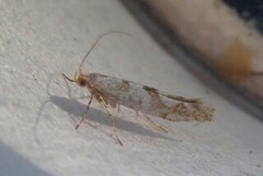 Gold Rowan Argent (Argyresthia sorbiella)
