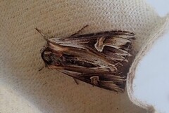 Purple Cloud (Actinotia polyodon)