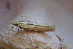 Barred Grass-veneer (Agriphila inquinatella)