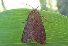 Rødt fjellengfly (Apamea schildei)