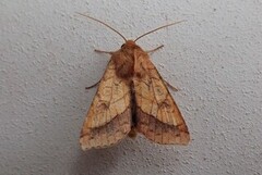 Gullfagerfly (Pyrrhia umbra)