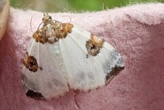 Blue-bordered Carpet (Plemyria rubiginata)