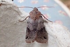 Brown-spot Pinion (Agrochola litura)