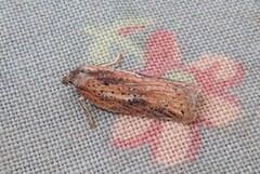 Rustflatvikler (Acleris rufana)