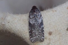 Lyngflatvikler (Acleris fimbriana)