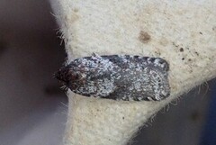 Lyngflatvikler (Acleris fimbriana)