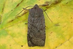 The Chestnut (Conistra vaccinii)