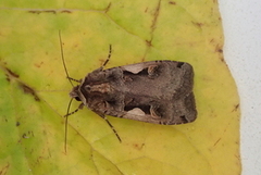 Setaceous Hebrew Character (Xestia c-nigrum)