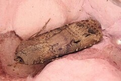 Dark Sword-grass (Agrotis ipsilon)
