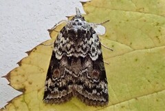 Seljeviklerfly (Nycteola degenerana)