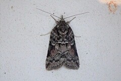 Seljeviklerfly (Nycteola degenerana)