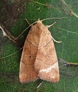 The Dun-bar (Cosmia trapezina)