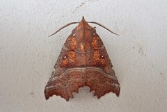 The Herald (Scoliopteryx libatrix)