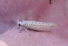 Heggspinnmøll (Yponomeuta evonymella)