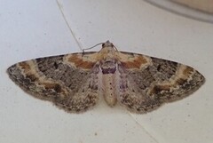 Torskemunndvergmåler (Eupithecia linariata)