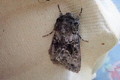 Broad-barred White (Hecatera bicolorata)