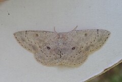 Bjørkeløvmåler (Cyclophora albipunctata)