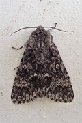 Ospekveldfly (Acronicta megacephala)