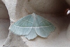 Light Emerald (Campaea margaritaria)