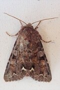 Broom Moth (Ceramica pisi)