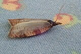 Fjellnebbvikler (Sparganothis rubicundana)