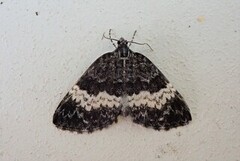 White-banded Carpet (Spargania luctuata)