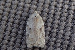 Hvit flatvikler (Acleris logiana)