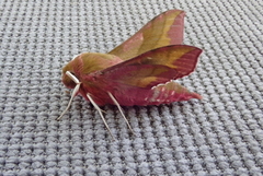 Liten snabelsvermer (Deilephila porcellus)