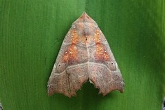 The Herald (Scoliopteryx libatrix)