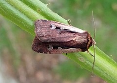 Flame Shoulder (Ochropleura plecta)