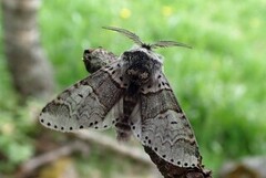 Liten gaffelstjert (Furcula furcula)