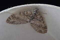 The Seraphim (Lobophora halterata)