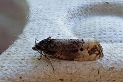 Black-spot Marble (Hedya atropunctana)
