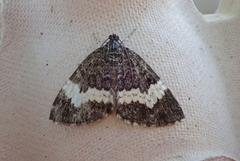 White-banded Carpet (Spargania luctuata)