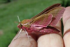 Elephant Hawk-moth (Deilephila elpenor)