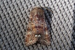 Broom Moth (Ceramica pisi)