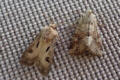 Heart and Dart (Agrotis exclamationis)