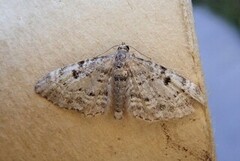 Cloaked Pug (Eupithecia abietaria)