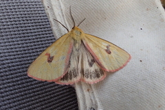 Clouded Buff (Diacrisia sannio)