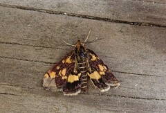 Mynteengmott (Pyrausta aurata)