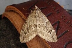 Juniper Carpet (Thera juniperata)