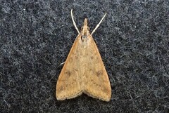 Rusty-dot Pearl (Udea ferrugalis)