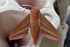 Elephant Hawk-moth (Deilephila elpenor)