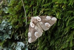 Flekkhalvspinner (Thyatira batis)