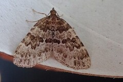 Broken-barred Carpet (Electrophaes corylata)