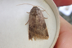 Lesser Broad-bordered Yellow (Noctua janthe)