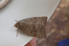 Osperingfly (Ipimorpha subtusa)