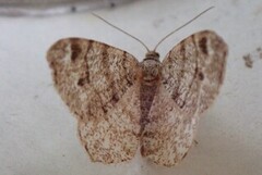 Dusky Peacock (Macaria signaria)