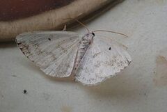 Clouded Silver (Lomographa temerata)