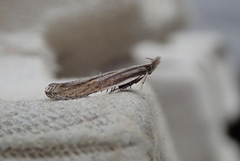 Sophronia semicostella